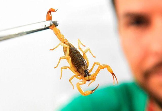 Saúde de SP alerta para aumento de 13% nas picadas de escorpião