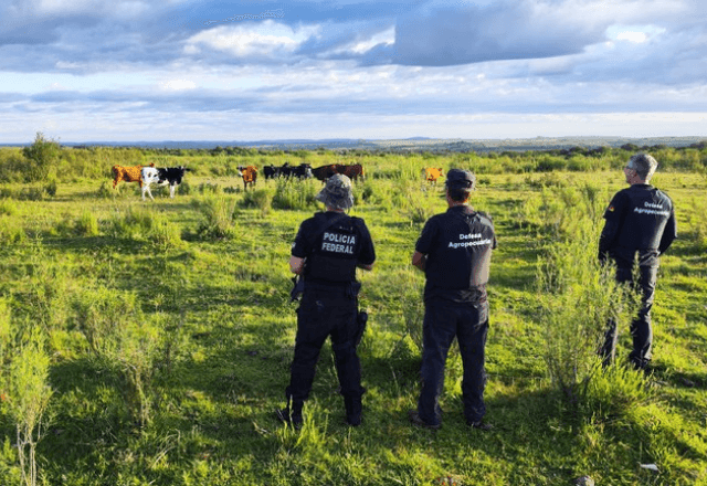 Imagem da noticia PF deflagra operação contra esquema de contrabando de gado no Sul