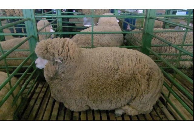 Imagem da noticia Concurso de ovelhas na Expointer tem objetivo de melhorar a qualidade da lã