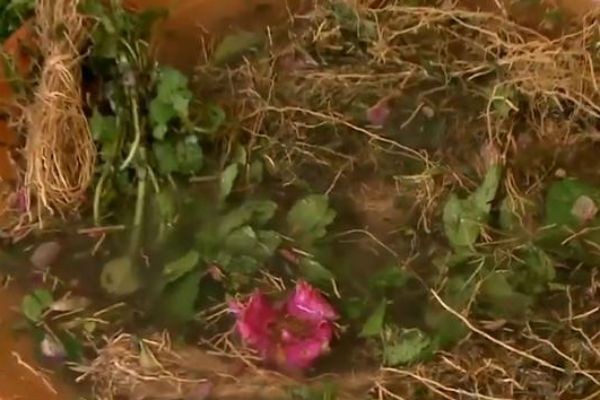 Imagem da noticia PA: Tradicional banho de cheiro atrai turistas em busca de sorte