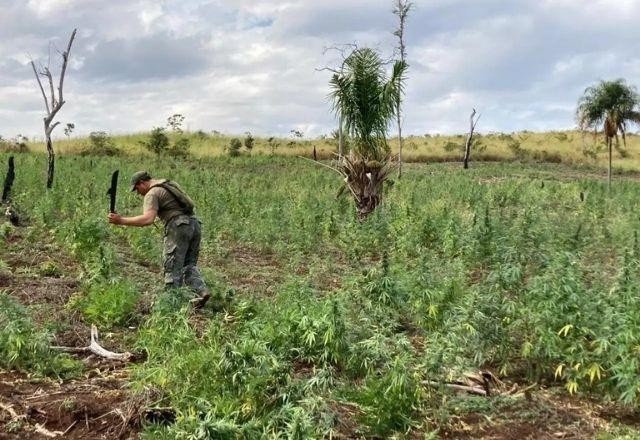 Imagem da noticia Operação entre Paraguai e Brasil destrói 260 hectares de cultivo de maconha