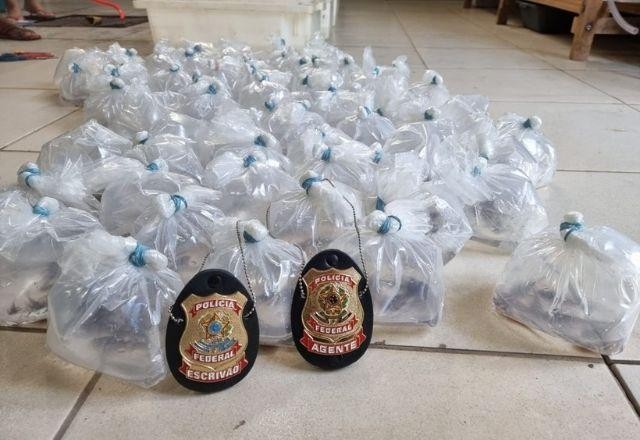 Imagem da noticia Tráfico de animais: PF apreende 457 peixes ornamentais em Altamira