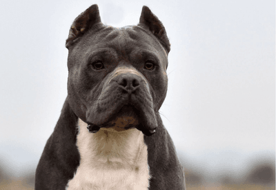 Governo de Santa Catarina proíbe pitbulls e raças derivadas em todo o estado