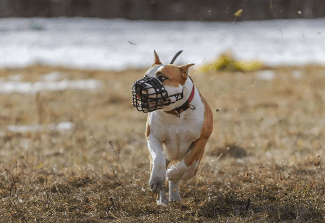 Imagem da noticia Cidade de MG propõe lei para proibir procriação de cães de raças perigosas