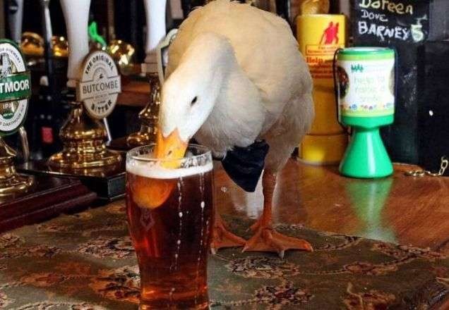 Papo de bêbado? Pato enche a cara e arruma briga com cachorra