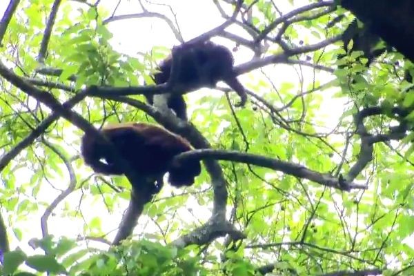 Parques interditados por risco de febre amarela são reabertos em SP