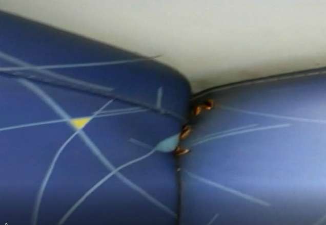 Passageiros de ônibus registram infestação de baratas em linhas do Rio