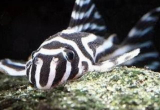 Imagem da noticia PF deflagra operação contra tráfico internacional de peixes ornamentais