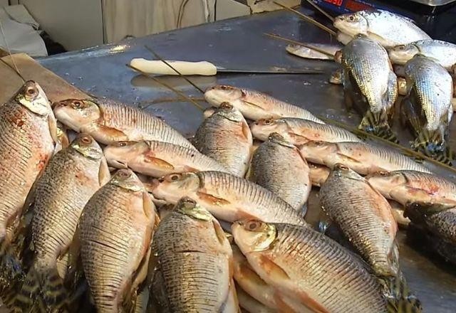 Imagem da noticia Estudo identifica presença de plástico em peixes da Amazônia