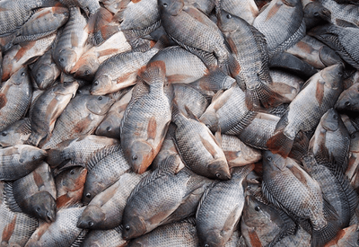 Governo recua e suspende lista que classificava tilápia como espécie invasora 