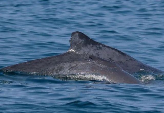 Rio registra primeira aparição de uma baleia-jubarte recém-nascida