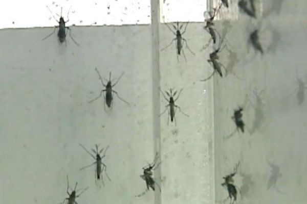 Imagem da noticia Pernilongos atacam mais nesta época do ano