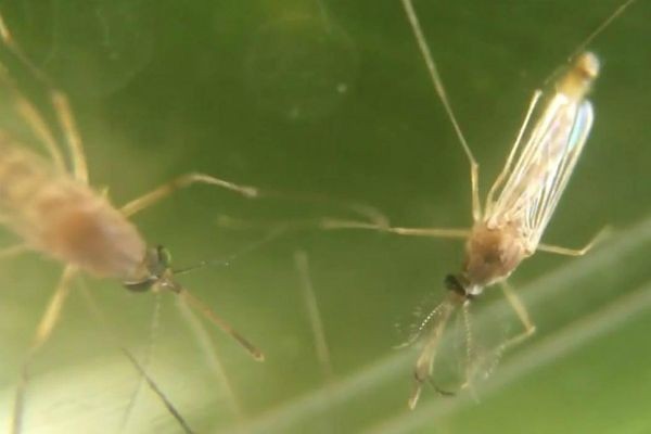 Pesquisa da Fundação Oswaldo Cruz conclui que pernilongo não transmite zika