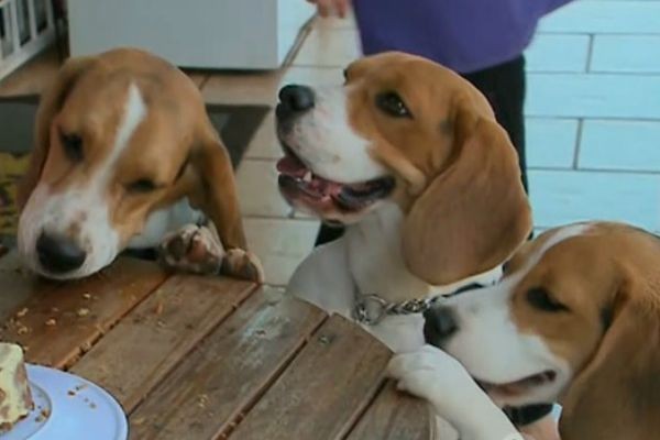 Imagem da noticia Pesquisa revela nomes e raças de cães mais comuns