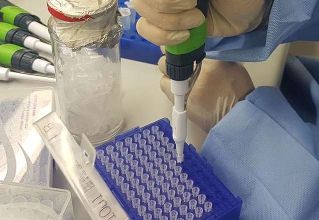 Imagem da noticia Pesquisadores conseguem bloquear ação do zika vírus em camundongos