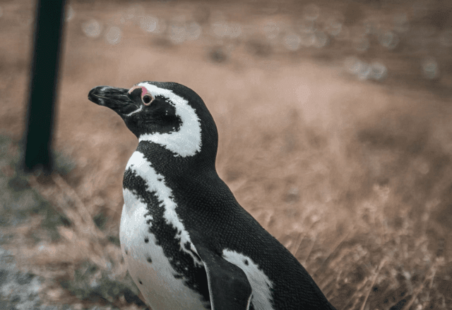 Imagem da noticia Mais de 130 pinguins-de-Magalhães são encontrados mortos em praia de Florianópolis (SC)