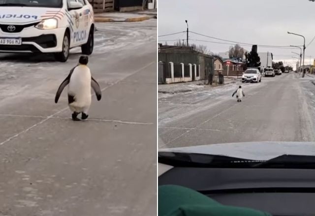 Vídeo: Pinguim aparece andando em rua na Argentina durante onda de frio
