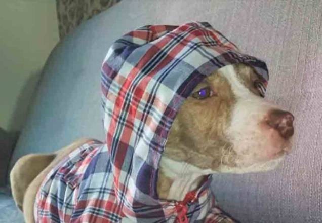 Imagem da noticia Pitbull é baleado e morto durante passeio no Rio de Janeiro