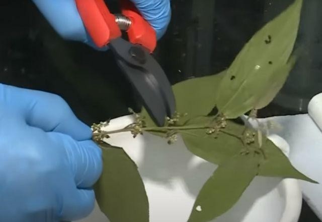 Imagem da noticia Pesquisadores da UFRJ identificam canabidiol em planta nativa brasileira