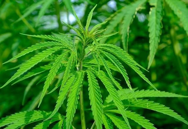 Imagem da noticia Associação ganha primeiro aval coletivo para cultivo de cannabis no Brasil