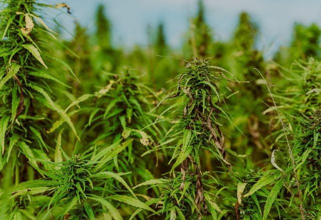 Imagem da noticia Operação conjunta destrói 3,6 mil toneladas de maconha