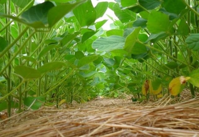 Imagem da noticia Sustentabilidade no campo: Brasil é superior aos EUA, mostra estudo