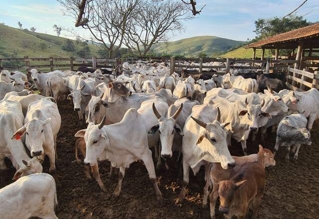 Imagem da noticia Policiais prendem criminosos por lavagem de dinheiro com gado roubado