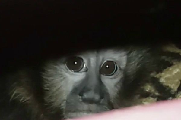 Imagem da noticia Polícia resgata animais silvestres por meio de denúncia anônima
