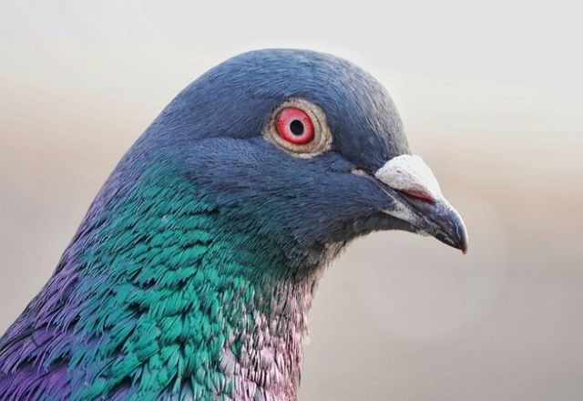 Imagem da noticia Índia liberta pomba detida sob suspeita de espionagem para China