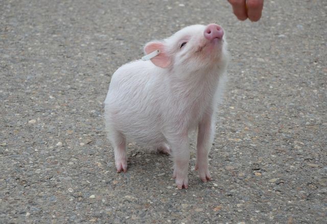 Imagem da noticia Como um rim de porco pode ser transplantado para uma pessoa? Entenda
