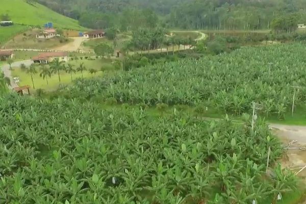 Imagem da noticia Preço da banana dispara e fazendeiros sofrem com assaltos