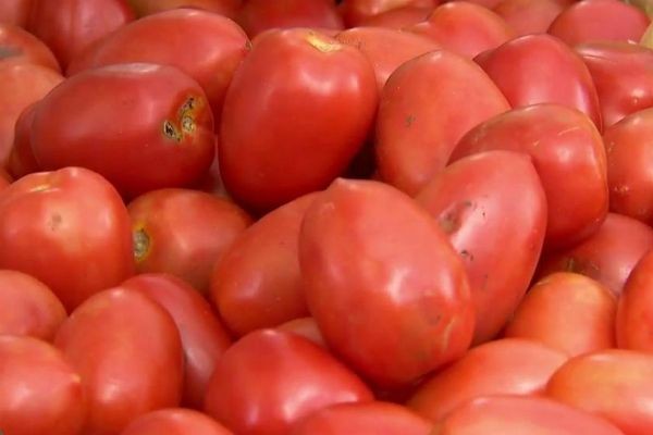 Imagem da noticia Preço do tomate dispara e sofre reajuste de mais de 70% em uma semana