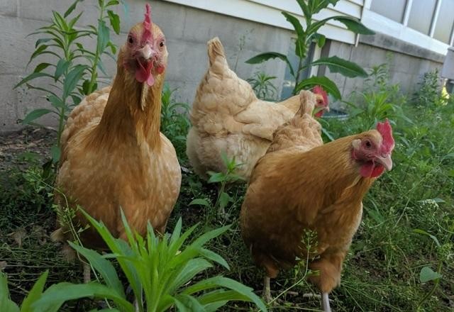 Imagem da noticia Onda de calor provoca morte de 400 mil galinhas no Uruguai