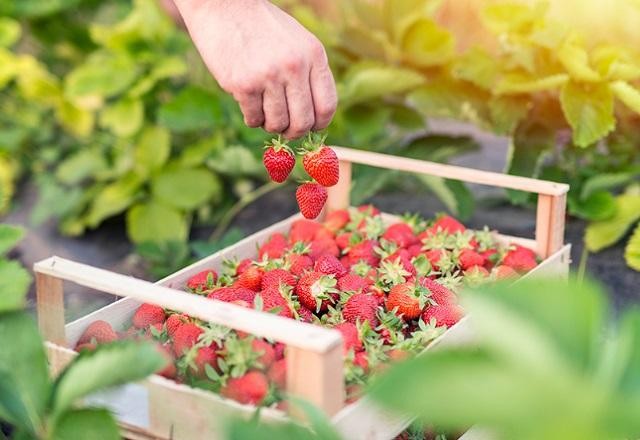  Distrito Federal se destaca como um dos maiores produtores de morango do Brasil