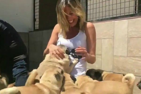 Primeiro Impacto visita animais resgatados de canil na Grande SP