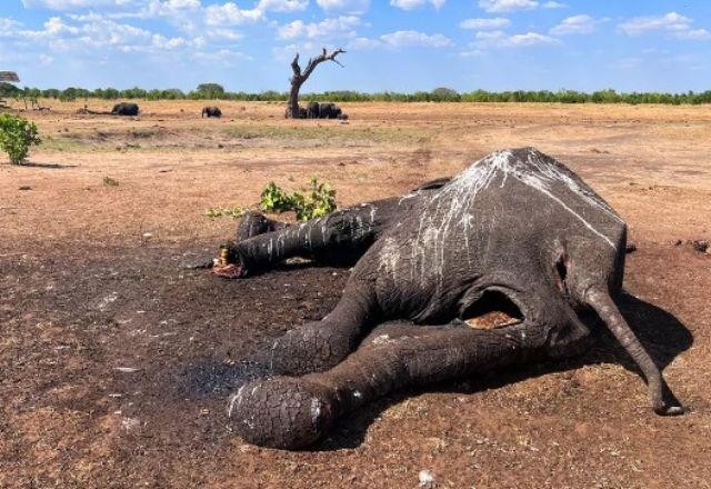Imagem da noticia Seca e falta de água mata ao menos 100 elefantes no Zimbabué