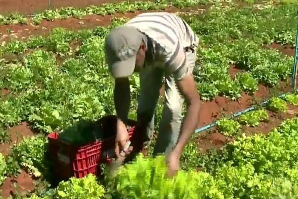 Programa que beneficia agricultura familiar aceitará novos cadastros