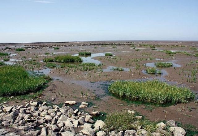 Imagem da noticia Seca histórica no Pantanal deve provocar maior vazante em 121 anos