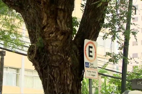 Imagem da noticia Queda de árvores gigantes preocupa moradores de bairros de SP