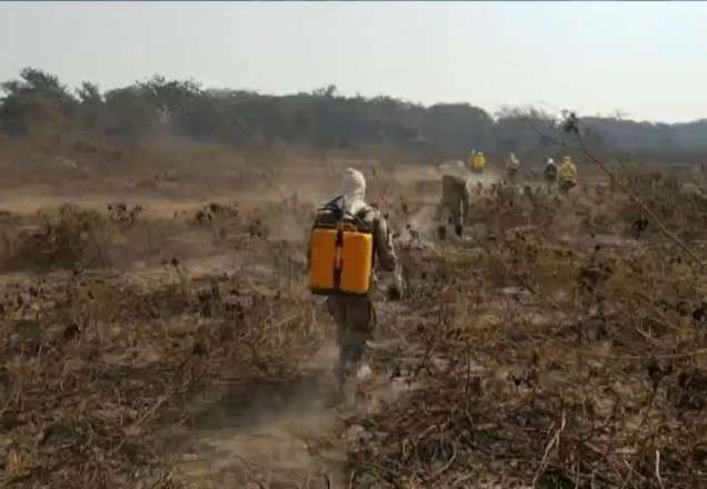 Queimadas deixam rastro de destruição no Pantanal