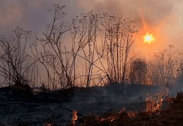 Imagem da noticia Governo Federal endurece leis contra incêndios florestais no Brasil