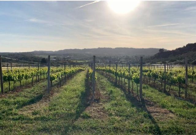 Imagem da noticia Quinta de Alcube: Uma jornada pelos 7.000 anos de história do vinho em Portugal
