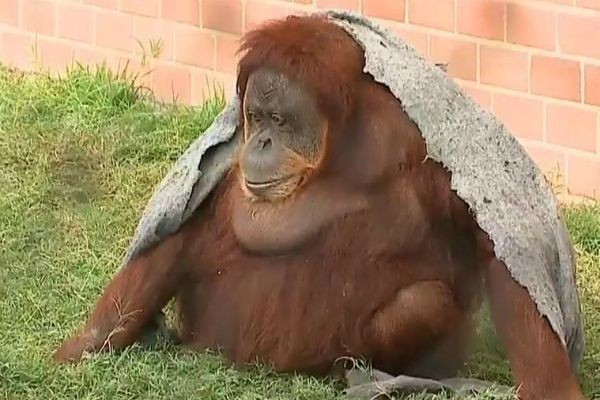 Imagem da noticia RJ: Bichos do Zoológico estão recebendo novos cuidados no inverno