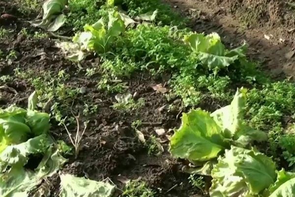 Imagem da noticia RS: Preço dos hortifrutis cresce com temporais