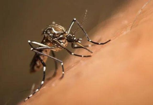 Imagem da noticia Amazonas confirma primeira morte por febre amarela e alerta população para vacinação