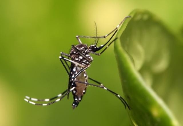 Imagem da noticia Contaminações pelo vírus da dengue passam de 1,6 milhão em 2023