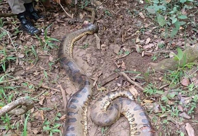 Imagem da noticia Criança de dois anos é atacada por sucuri de seis metros em Goiás