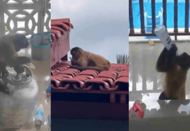 Imagem da noticia VÍDEO: Macaco-prego causa tumulto com invasões a residências no Maranhão
