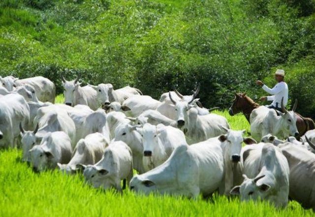 Imagem da noticia Inseminação artificial ganha espaço entre rebanhos bovinos no Pará
