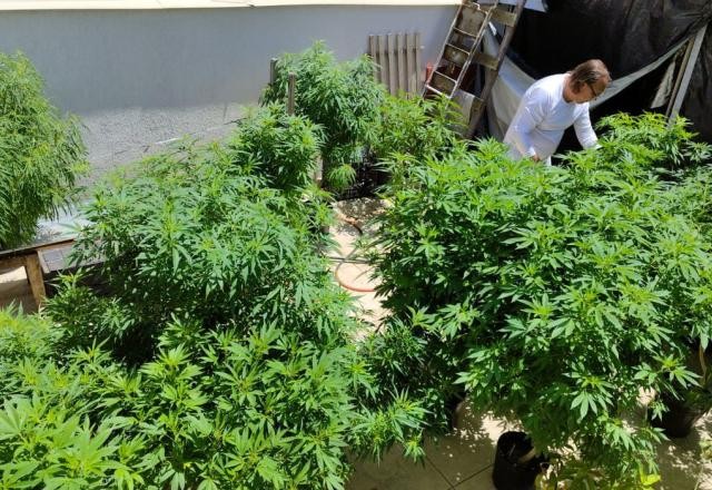 Imagem da noticia Datafolha: Brasileiros são contra uso recreativo da maconha